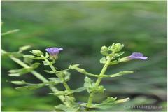 Stemodia viscosa